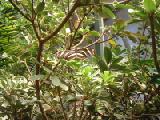 zebra longwing